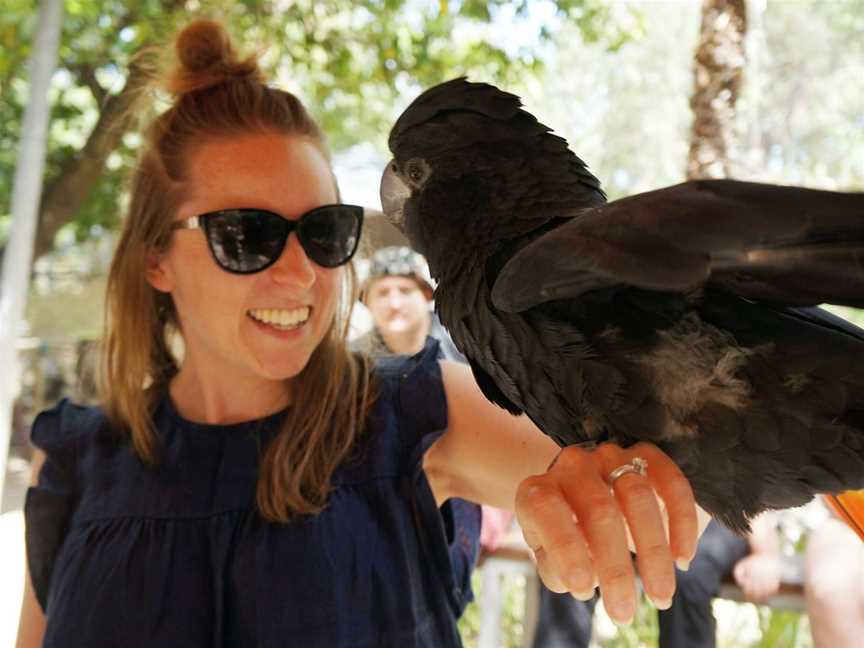 Bungalow Bay Wildlife Experience, Magnetic Island, QLD