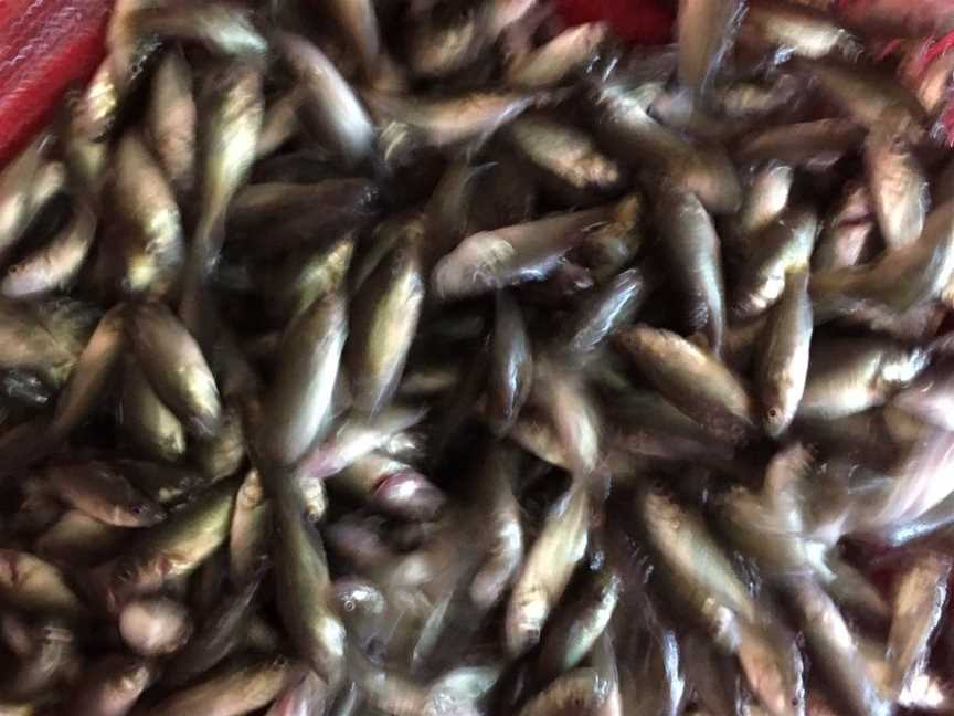 Narrabri Fish Farm, Jacks Creek, NSW