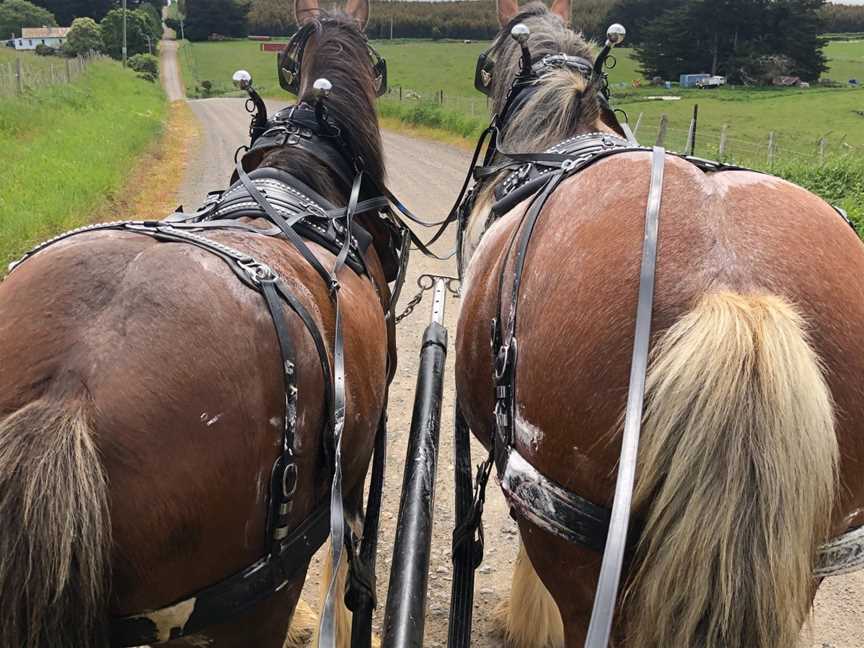 Almost Heaven Clydesdales, Sheffield, TAS