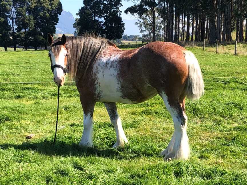 Almost Heaven Clydesdales, Sheffield, TAS