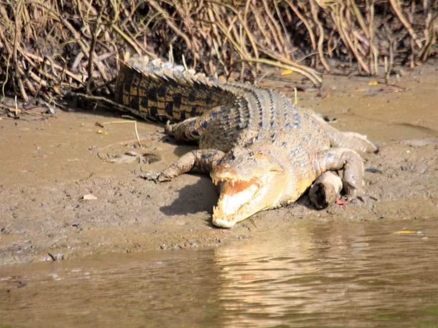 Daintree Discovery Tours, Port Douglas, QLD