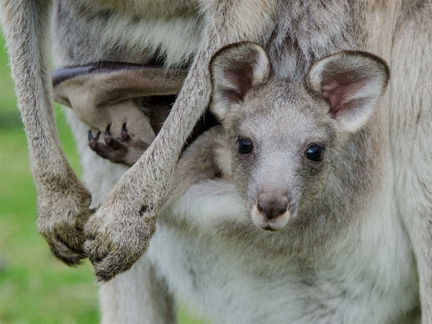 Autopia Tours - New South Wales, Alexandria, NSW