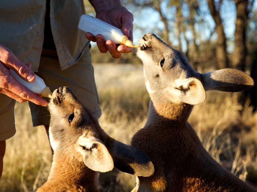 The Kangaroo Sanctuary Alice Springs, Alice Springs, NT