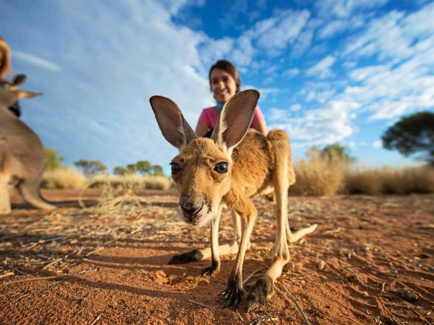 The Kangaroo Sanctuary Alice Springs, Alice Springs, NT