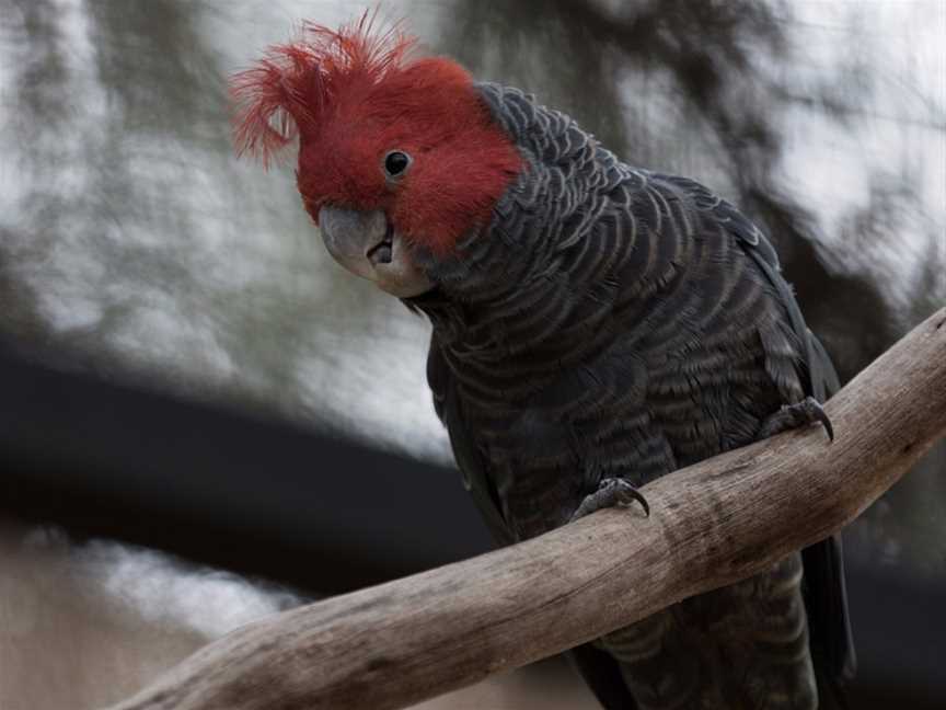 Australian Wildlife Experience at Melbourne Zoo, Parkville, VIC