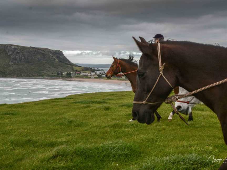 Australian Horse Adventures Tasmania, Deloraine, TAS