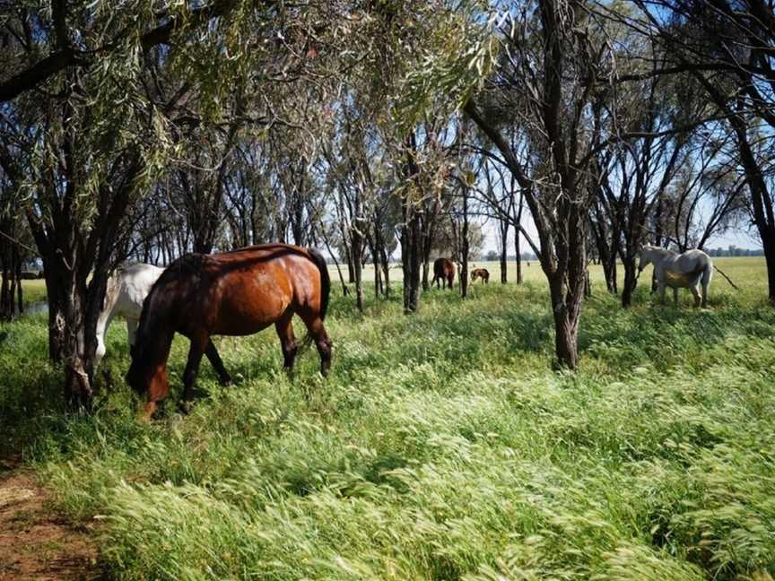 Outback Lamb, Tullamore, NSW