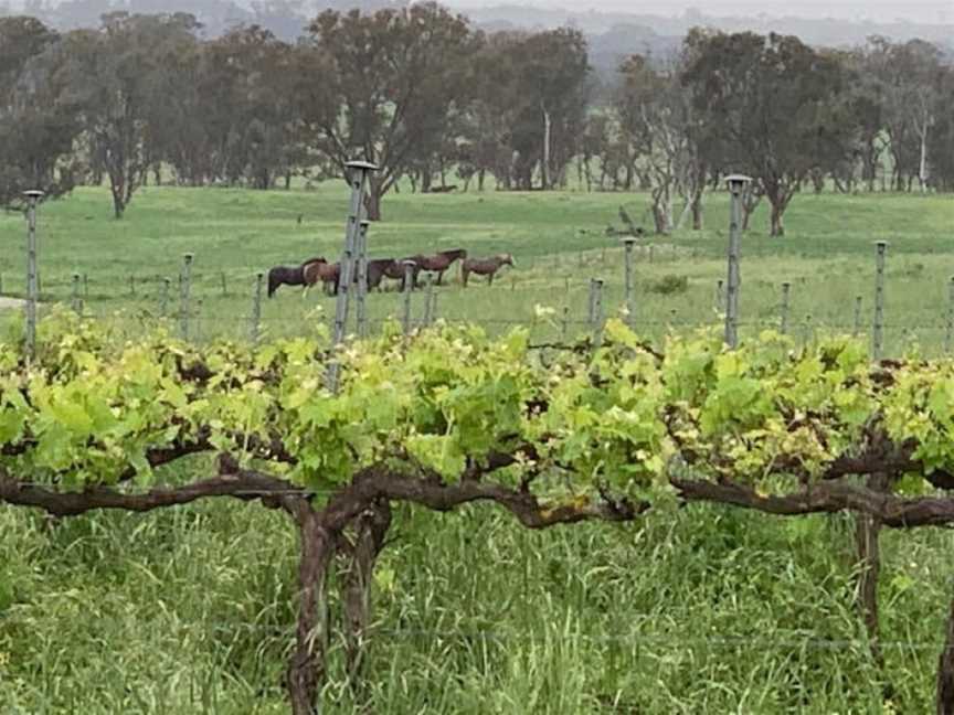 Wine Tours with Grape Escapes Canberra, Hawker, ACT