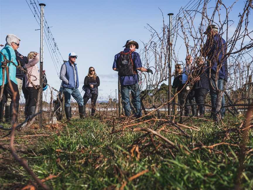 Craigie Knowe Vineyard Indulgent Tour, Cranbrook, TAS