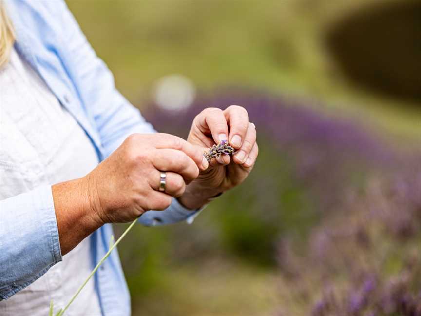 Campo de Flori Lavender Tour, Glen Huon, TAS