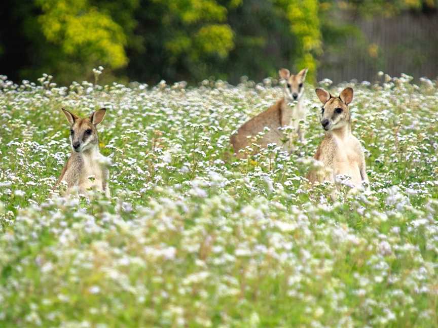 Wooroonooran Safaris, Portsmith, QLD