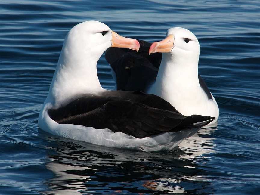 Albatross Encounter, Kaikoura, New Zealand