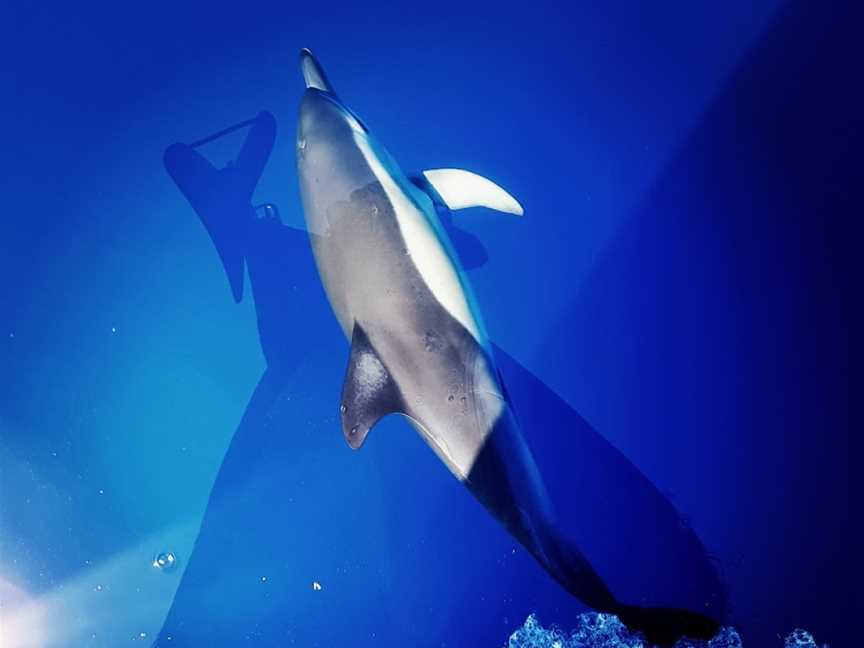 Bay Explorer Dolphin and Wildlife Cruise, Tauranga, New Zealand