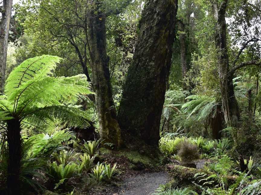 Beaks and Feathers, Stewart Island, New Zealand