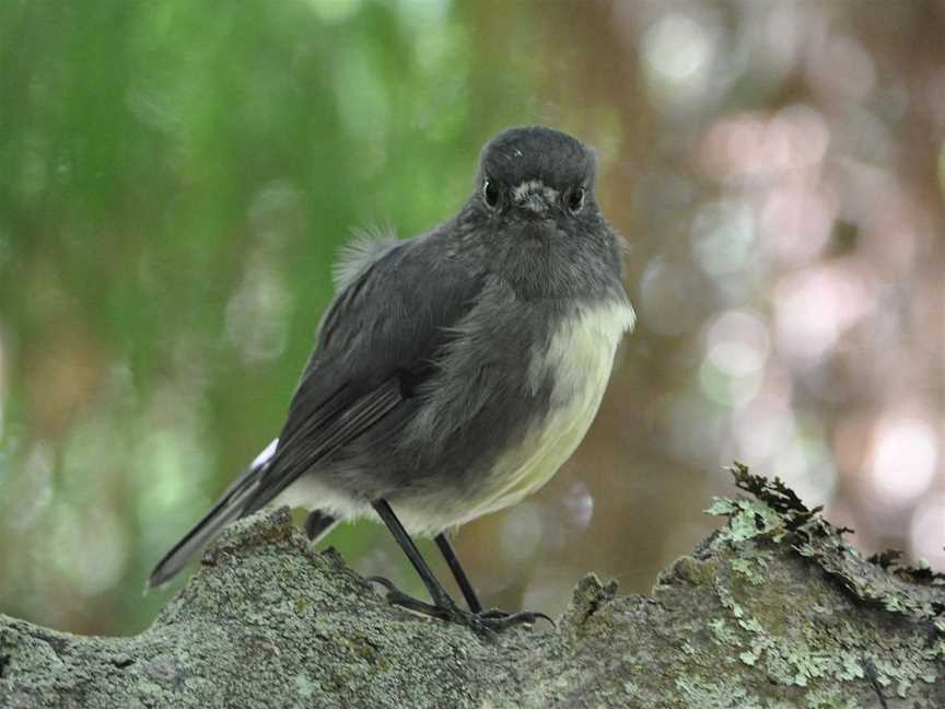 Beaks and Feathers, Stewart Island, New Zealand