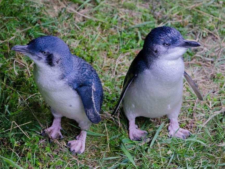 Blue Penguins Pukekura, Dunedin, New Zealand