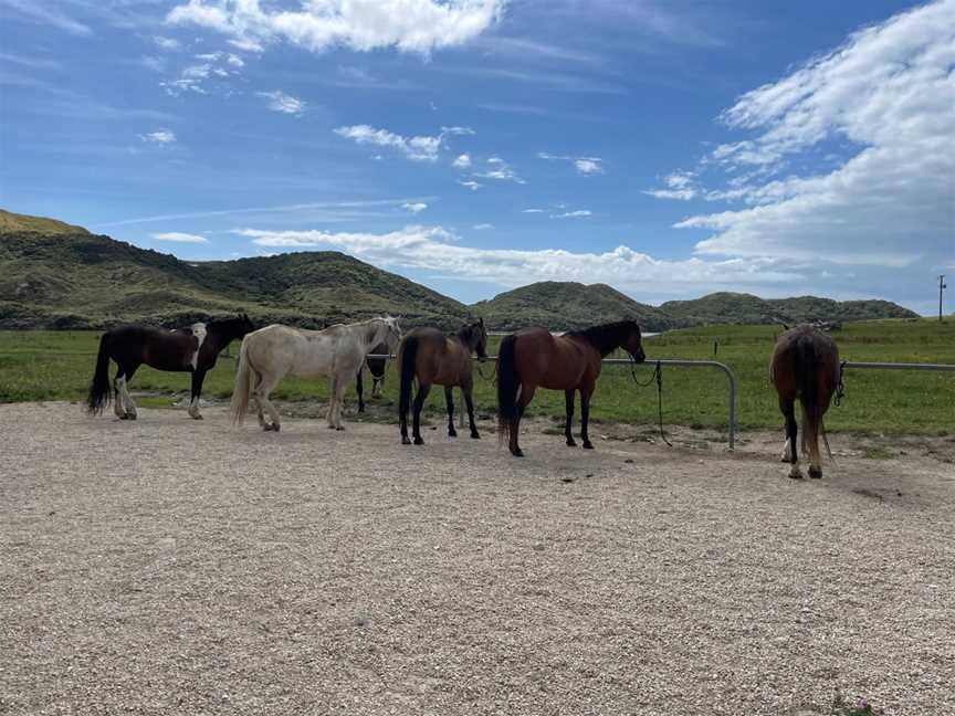 Cape Farewell Horse Treks, Baton, New Zealand