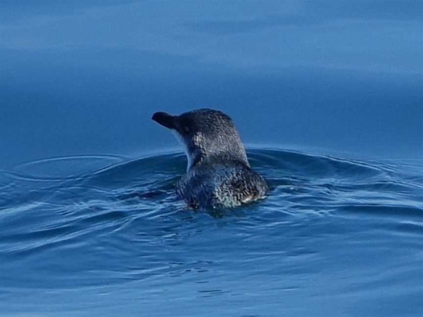 Carino Wildlife Cruises, Paihia, New Zealand