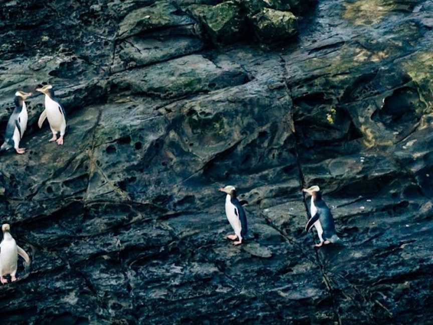 Catlins Tours, Owaka, New Zealand