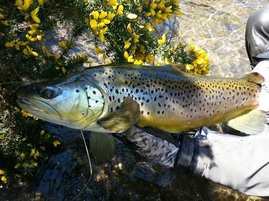 Central Plateau Fishing Private Day Tours, Taupo, New Zealand