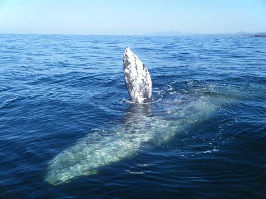 Chas'n Tail Charters, Waiheke Island, New Zealand