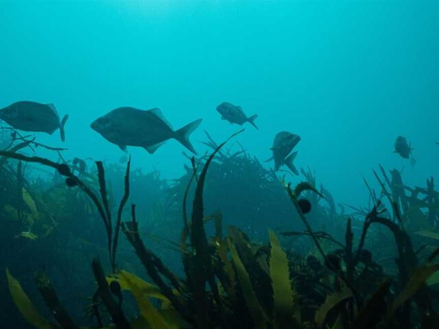 Daves' Diving Kaikoura, Kaikoura, New Zealand