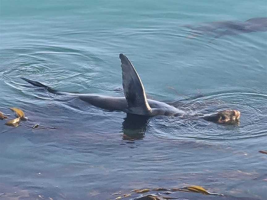 Dive Otago, Dunedin, New Zealand