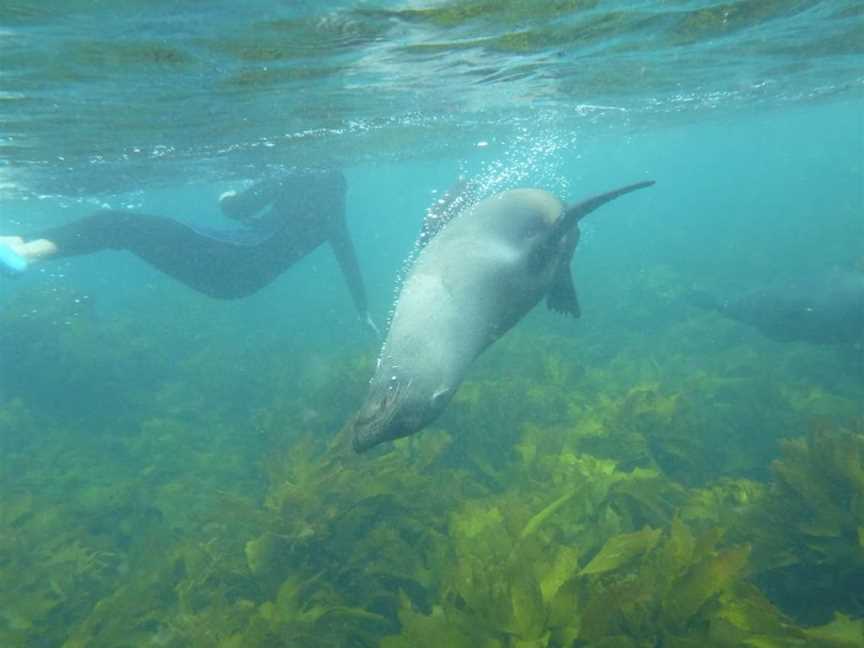 Diveworks Charters: Dolphin and Seal Encounters, Whakatane, New Zealand