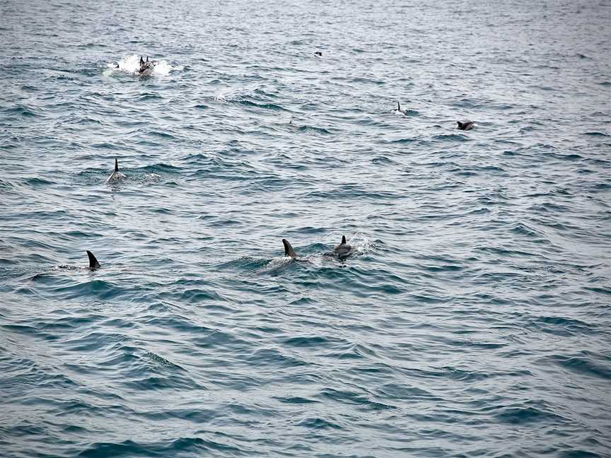 Dolphin Blue Tauranga, Tauranga, New Zealand