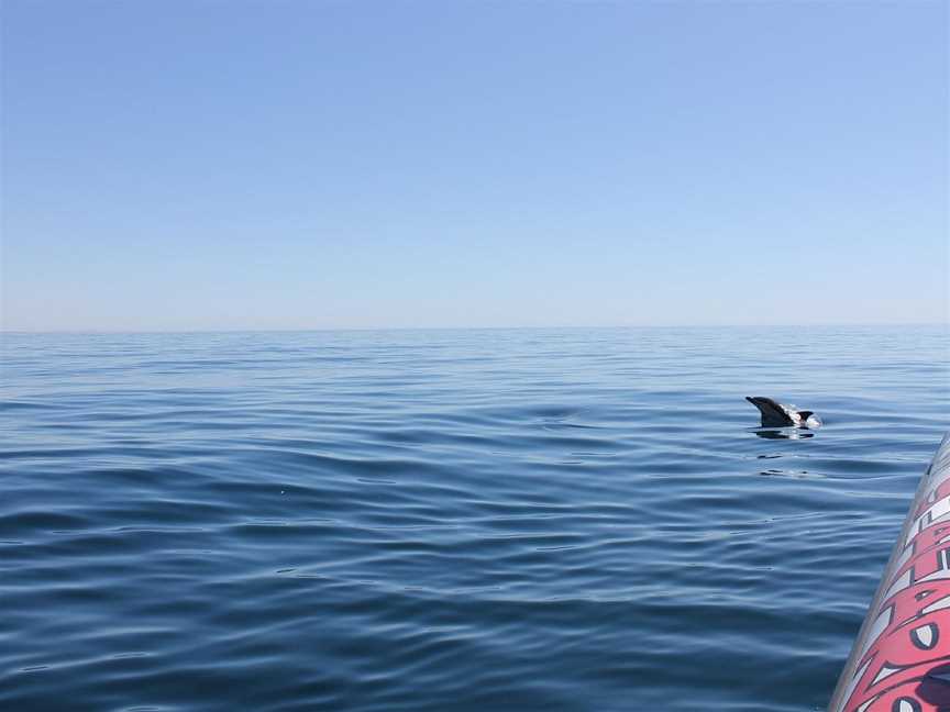 Dolphin Seafaris NZ, Mount Maunganui, New Zealand