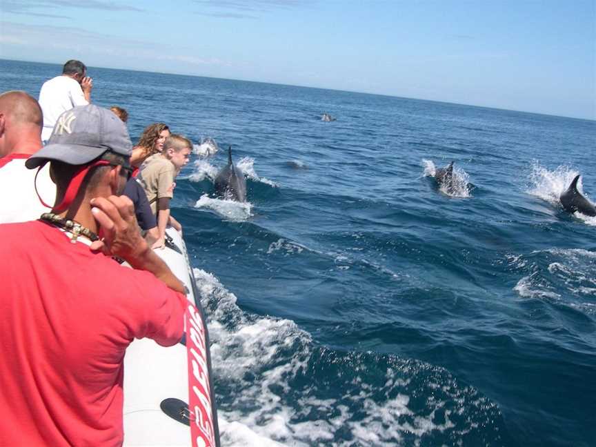 Dolphin Seafaris NZ, Mount Maunganui, New Zealand