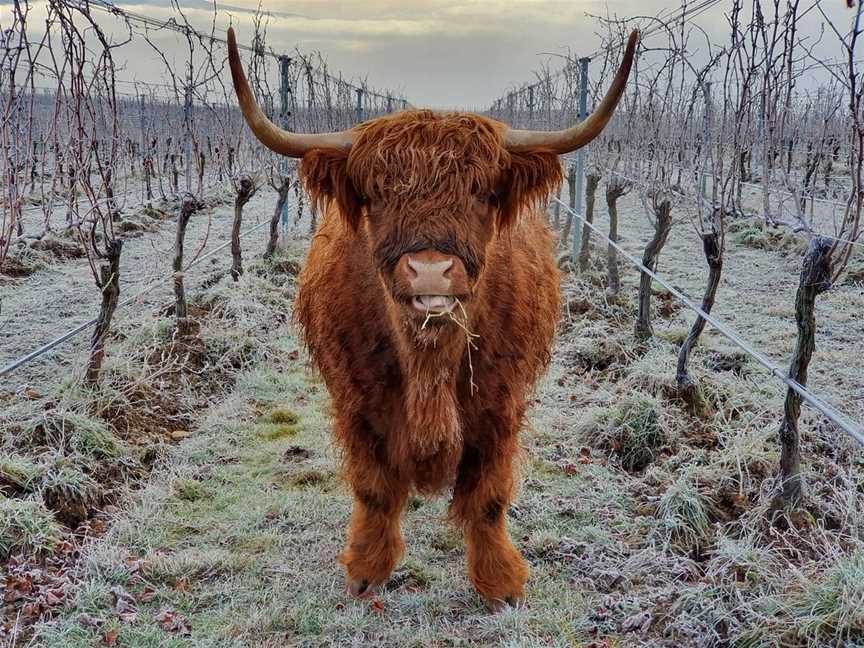 Domaine Thomson Wines Cellar Door, Cromwell, New Zealand