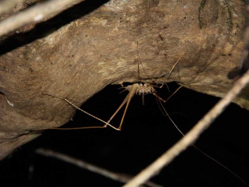 EcoValley Night Time Nature Tours, Kaitaia, New Zealand