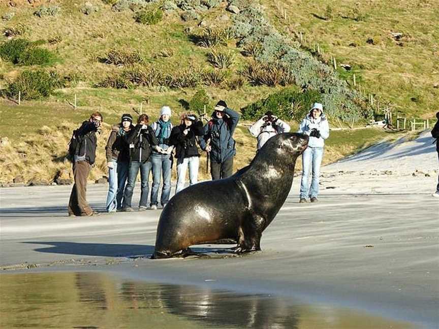 Elm Wildlife Tours, Dunedin, New Zealand