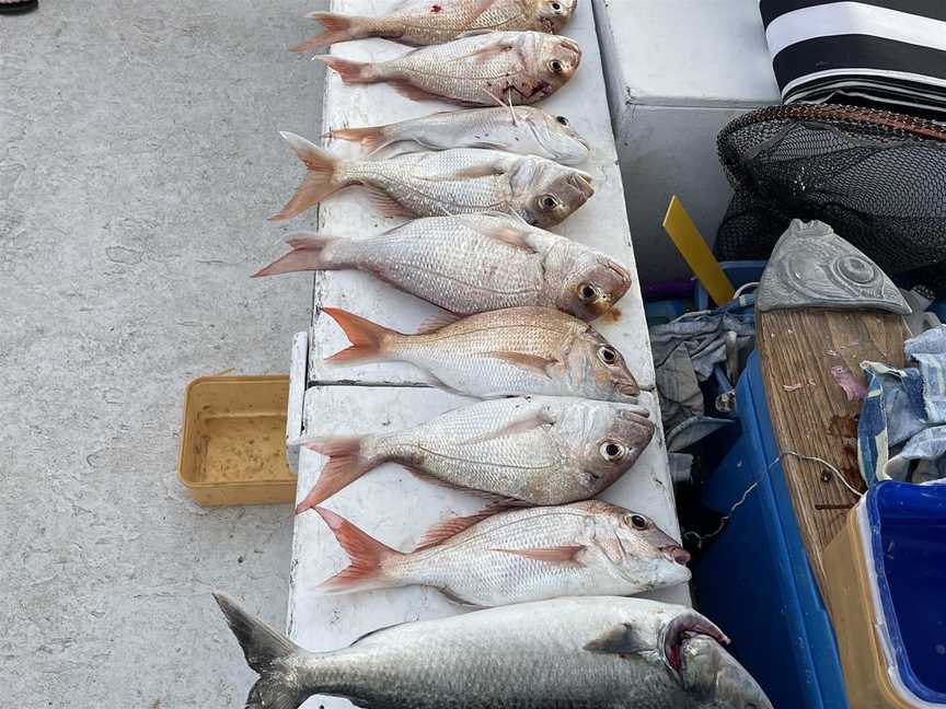 Fishing Waiheke - Day Tours, Waiheke Island, New Zealand