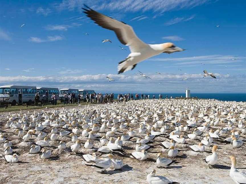 Gannet Safari and Wine Tour Combo , Havelock North, New Zealand