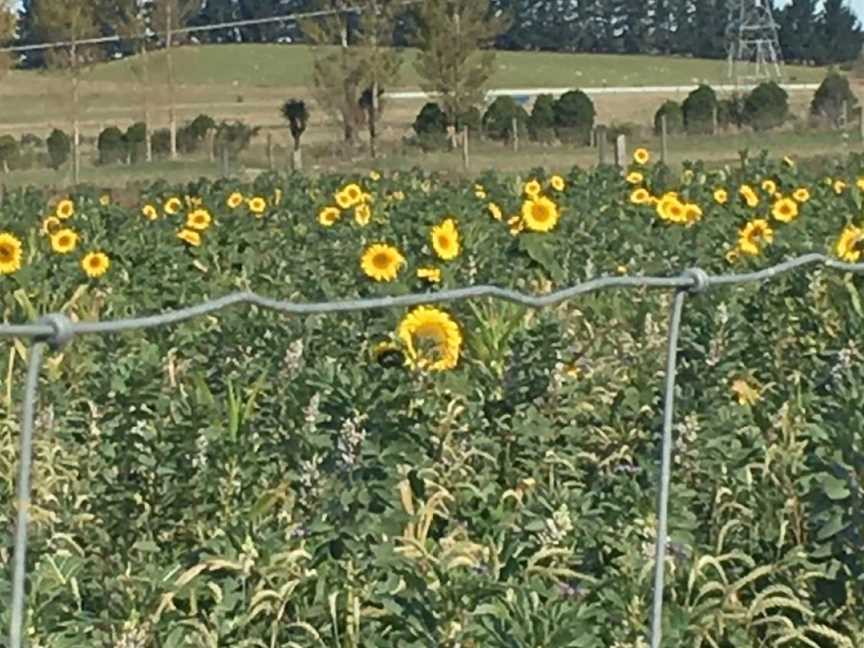 Geraldine Farm Tours, Geraldine, New Zealand