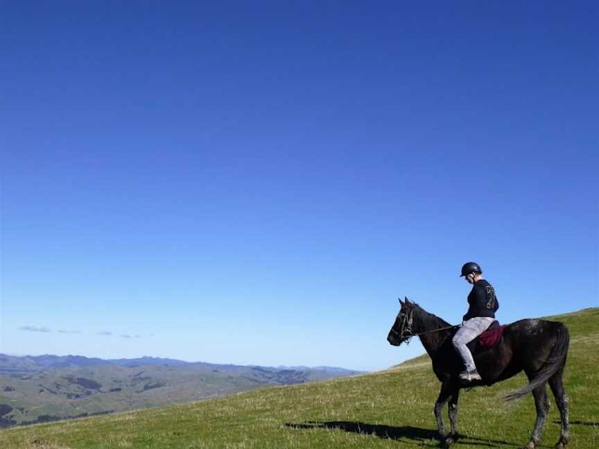 Gladstone horse treks, Flat Point, New Zealand