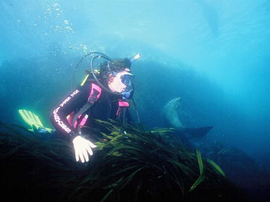 Go Dive Pacific, Picton, New Zealand