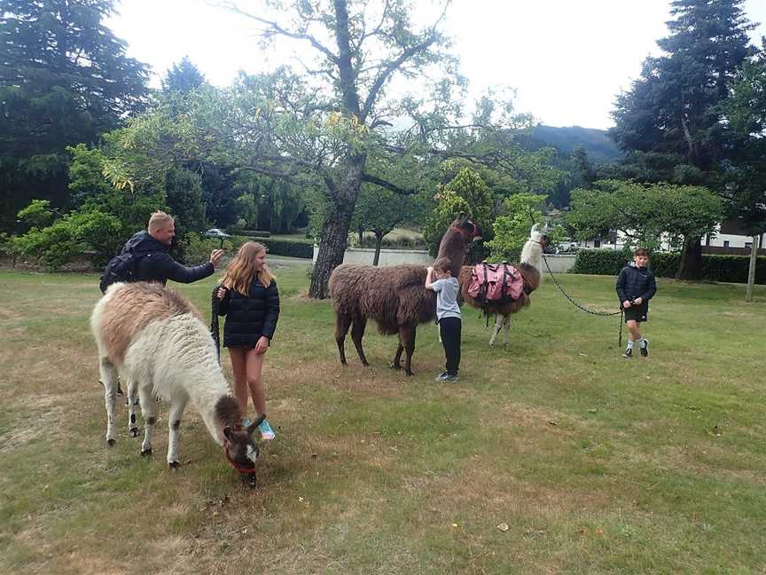 Hanmer Llamas, Hanmer Springs, New Zealand