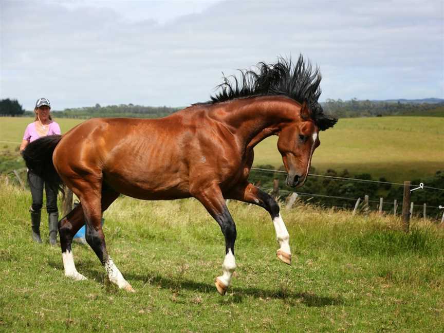 Kates Riding Centre, Kerikeri, New Zealand