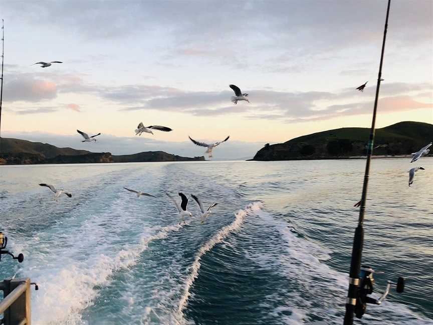 Mussel Barge Snapper Safaris, Coromandel, New Zealand