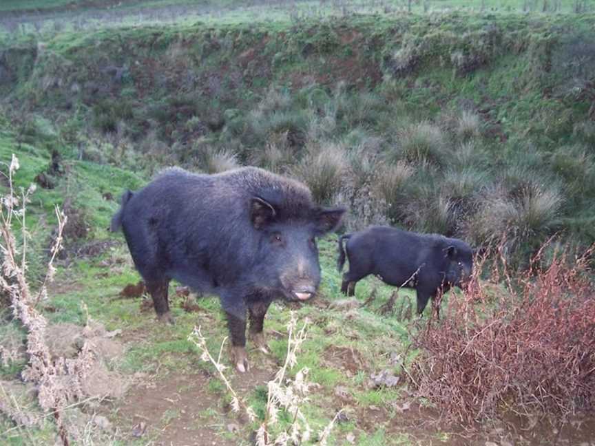 New Zealand Hunting Tours, Te Kuiti, New Zealand