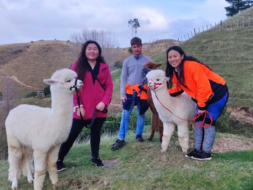 Walking with Alpacas, Paraparaumu, New Zealand