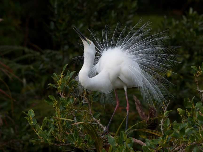 White Heron Sanctuary Tours, Whataroa, Whataroa, New Zealand