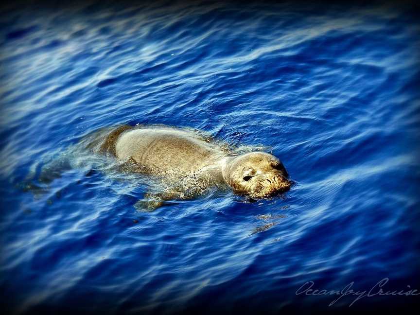 Ocean Groove Cruises, Auckland Central, New Zealand