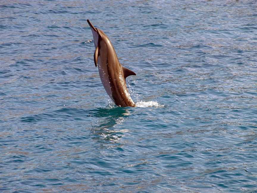 Ocean Groove Cruises, Auckland Central, New Zealand