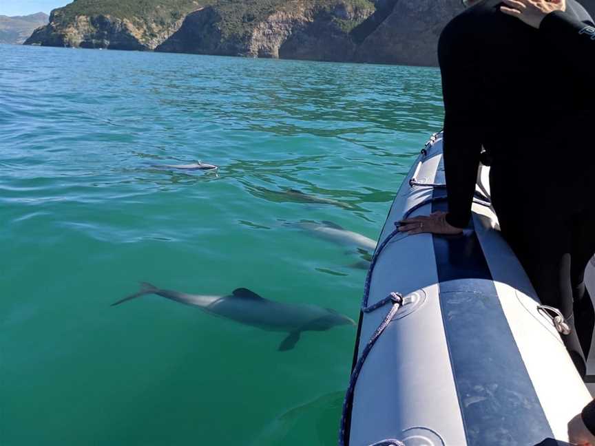 Onuku Farm Hostel Dolphin Swimming, Akaroa, New Zealand