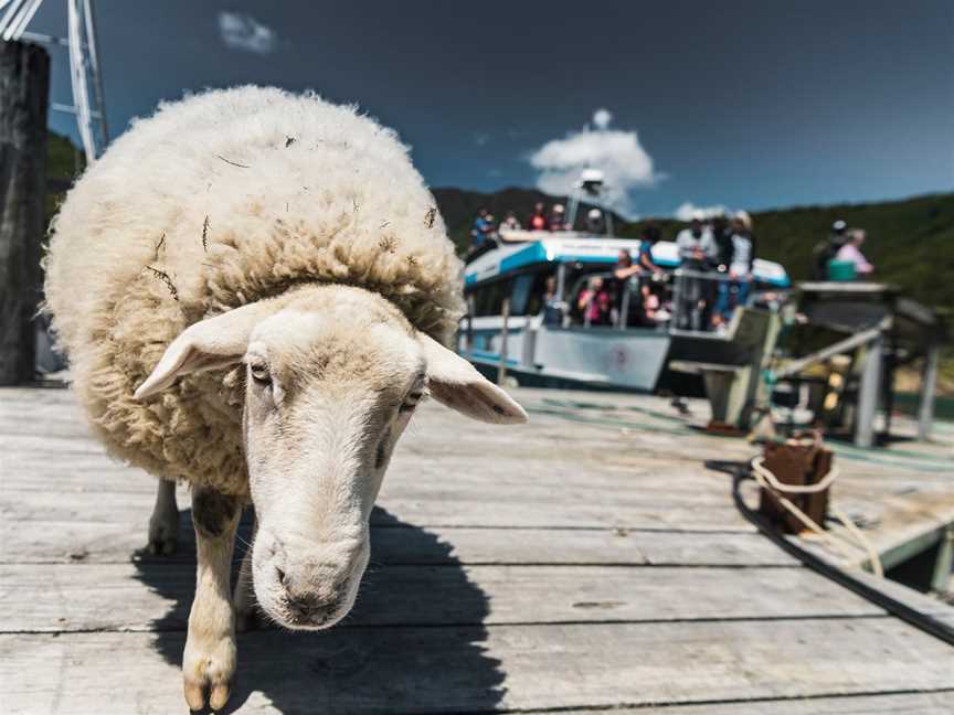 Pelorus Mail Boat Ltd, Havelock, New Zealand