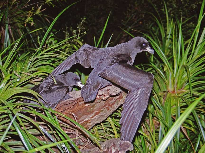 Petrel Colony Tours, Aickens, New Zealand